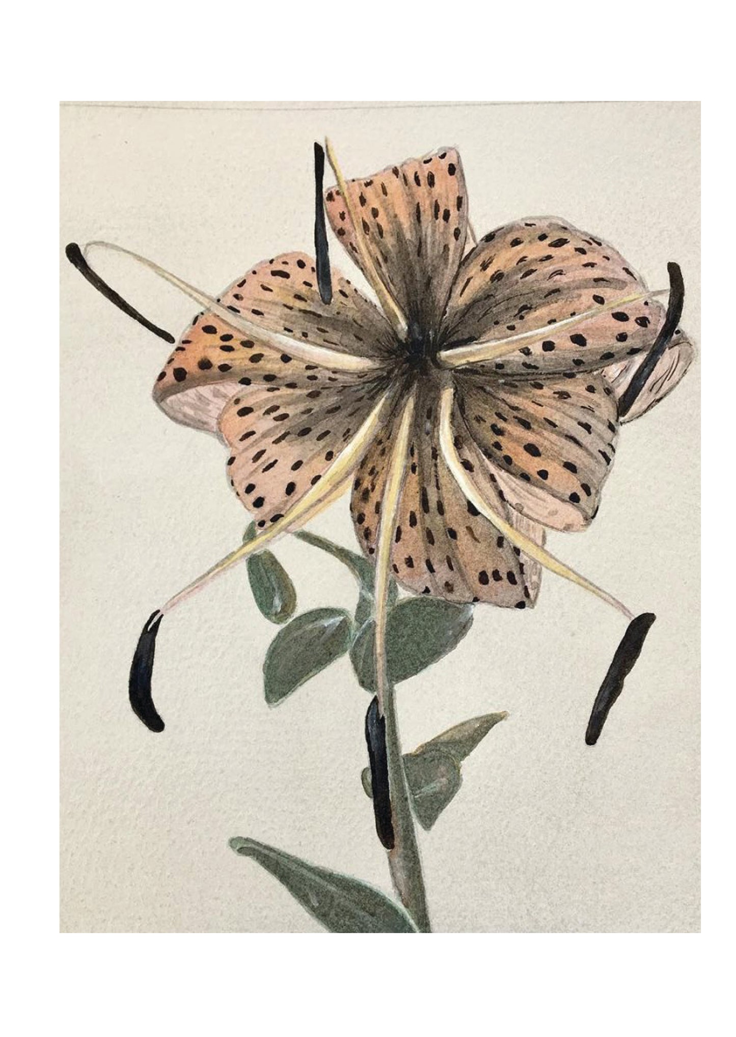 Lilium Greeting Card